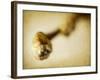 Mulberry 2-Jessica Rogers-Framed Giclee Print