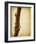 Mulberry 3-Jessica Rogers-Framed Giclee Print