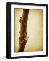 Mulberry 3-Jessica Rogers-Framed Giclee Print