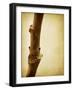 Mulberry 3-Jessica Rogers-Framed Giclee Print