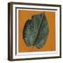 Mulberry Leaf (Morus Sp.)-null-Framed Giclee Print