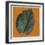 Mulberry Leaf (Morus Sp.)-null-Framed Giclee Print