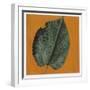 Mulberry Leaf (Morus Sp.)-null-Framed Giclee Print