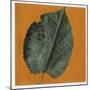 Mulberry Leaf (Morus Sp.)-null-Mounted Giclee Print