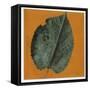 Mulberry Leaf (Morus Sp.)-null-Framed Stretched Canvas