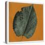 Mulberry Leaf (Morus Sp.)-null-Stretched Canvas