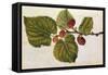 Mulberry: Morus Nigra, circa 1568, by J.Le Moyne de Morgues-null-Framed Stretched Canvas