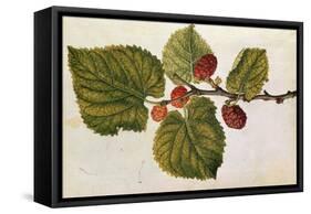 Mulberry: Morus Nigra, circa 1568, by J.Le Moyne de Morgues-null-Framed Stretched Canvas