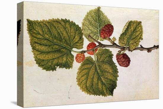 Mulberry: Morus Nigra, circa 1568, by J.Le Moyne de Morgues-null-Stretched Canvas