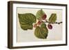 Mulberry: Morus Nigra, circa 1568, by J.Le Moyne de Morgues-null-Framed Giclee Print