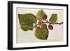 Mulberry: Morus Nigra, circa 1568, by J.Le Moyne de Morgues-null-Framed Giclee Print