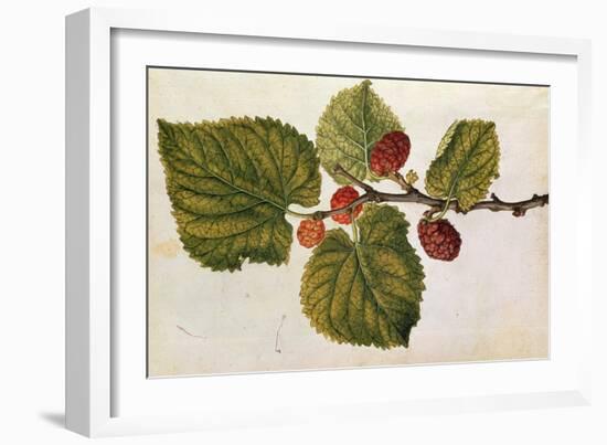 Mulberry: Morus Nigra, circa 1568, by J.Le Moyne de Morgues-null-Framed Giclee Print