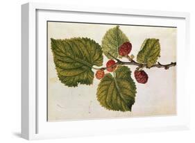 Mulberry: Morus Nigra, circa 1568, by J.Le Moyne de Morgues-null-Framed Giclee Print