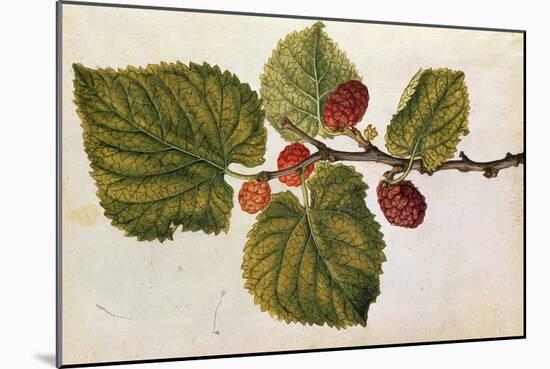 Mulberry: Morus Nigra, circa 1568, by J.Le Moyne de Morgues-null-Mounted Giclee Print