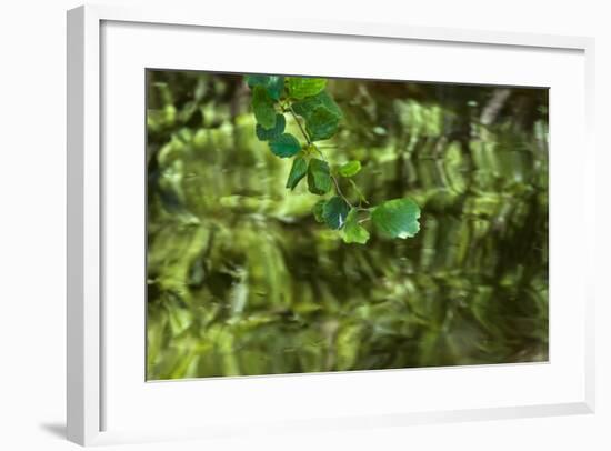 Mulberry Tree Branch Over Brook-Anthony Paladino-Framed Giclee Print