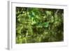 Mulberry Tree Branch Over Brook-Anthony Paladino-Framed Giclee Print