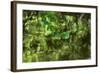 Mulberry Tree Branch Over Brook-Anthony Paladino-Framed Giclee Print