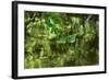 Mulberry Tree Branch Over Brook-Anthony Paladino-Framed Giclee Print