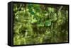 Mulberry Tree Branch Over Brook-Anthony Paladino-Framed Stretched Canvas