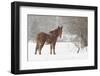 Mule and falling snow, Kalispell, Montana-Adam Jones-Framed Photographic Print