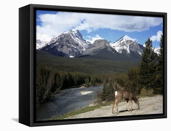 Mule Deer, Bow Valley Parkway by the Bow River, Near Lake Louise, Unesco World Heritage Site-Pearl Bucknall-Framed Stretched Canvas