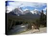 Mule Deer, Bow Valley Parkway by the Bow River, Near Lake Louise, Unesco World Heritage Site-Pearl Bucknall-Stretched Canvas