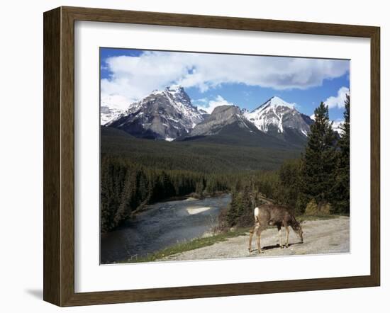 Mule Deer, Bow Valley Parkway by the Bow River, Near Lake Louise, Unesco World Heritage Site-Pearl Bucknall-Framed Photographic Print