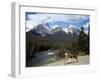 Mule Deer, Bow Valley Parkway by the Bow River, Near Lake Louise, Unesco World Heritage Site-Pearl Bucknall-Framed Photographic Print