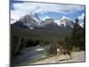 Mule Deer, Bow Valley Parkway by the Bow River, Near Lake Louise, Unesco World Heritage Site-Pearl Bucknall-Mounted Photographic Print