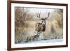 Mule Deer Buck and Doe Bedded-Larry Ditto-Framed Photographic Print