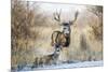 Mule Deer Buck and Doe Bedded-Larry Ditto-Mounted Photographic Print