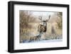 Mule Deer Buck and Doe Bedded-Larry Ditto-Framed Photographic Print