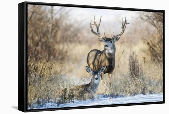 Mule Deer Buck and Doe Bedded-Larry Ditto-Framed Stretched Canvas