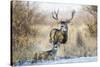 Mule Deer Buck and Doe Bedded-Larry Ditto-Stretched Canvas