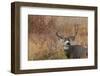 Mule deer buck autumn color.-Ken Archer-Framed Photographic Print