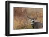 Mule deer buck autumn color.-Ken Archer-Framed Photographic Print