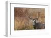 Mule deer buck autumn color.-Ken Archer-Framed Photographic Print