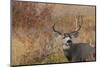 Mule deer buck autumn color.-Ken Archer-Mounted Photographic Print