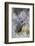 Mule deer buck, emerging from cover-Ken Archer-Framed Photographic Print