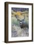 Mule deer buck, high desert autumn-Ken Archer-Framed Photographic Print