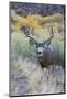 Mule deer buck, high desert autumn-Ken Archer-Mounted Photographic Print