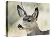 Mule Deer, Buck, Idaho, Usa-Gerry Reynolds-Stretched Canvas