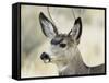 Mule Deer, Buck, Idaho, Usa-Gerry Reynolds-Framed Stretched Canvas