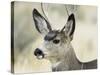 Mule Deer, Buck, Idaho, Usa-Gerry Reynolds-Stretched Canvas