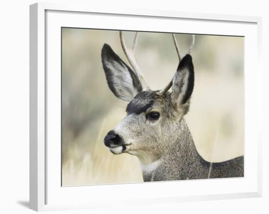 Mule Deer, Buck, Idaho, Usa-Gerry Reynolds-Framed Photographic Print