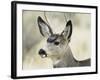 Mule Deer, Buck, Idaho, Usa-Gerry Reynolds-Framed Photographic Print