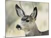 Mule Deer, Buck, Idaho, Usa-Gerry Reynolds-Mounted Photographic Print