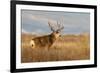 Mule Deer Buck in Winter Grassland Cover-Larry Ditto-Framed Photographic Print