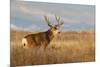 Mule Deer Buck in Winter Grassland Cover-Larry Ditto-Mounted Photographic Print