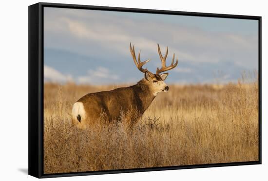 Mule Deer Buck in Winter Grassland Cover-Larry Ditto-Framed Stretched Canvas